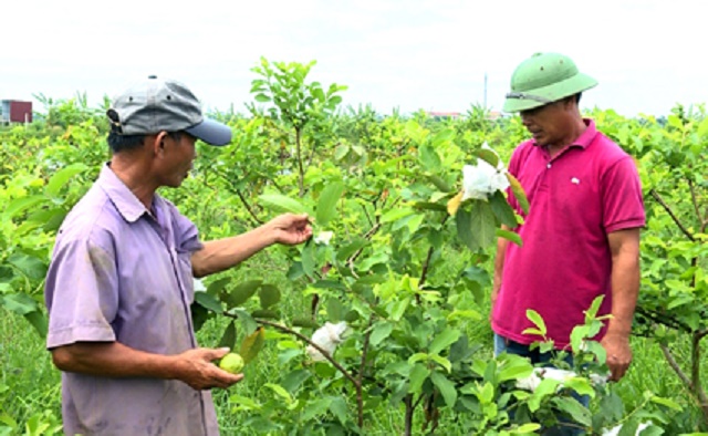 HTX trồng cây ăn quả xung quanh ao để tăng thu nhập