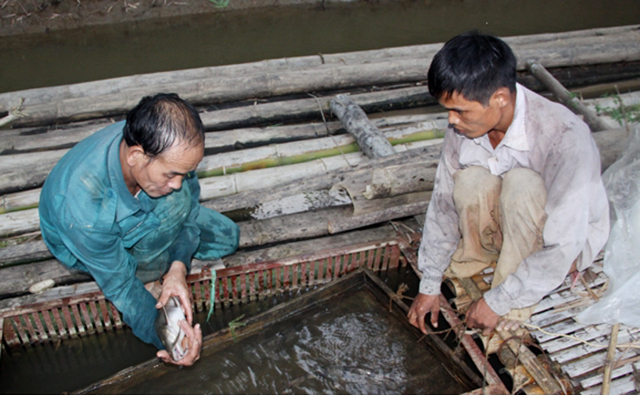 Nghề nuôi trồng thủy sản đang phát triển mạnh ở Hàm Yên