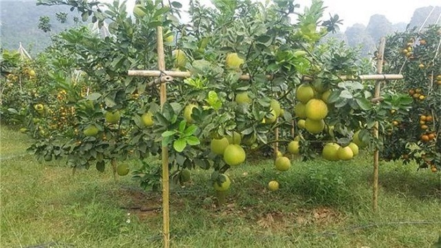 Thí điểm bảo quản bưởi đỏ bằng hỗn hợp dung dịch nano bạc và chitosan