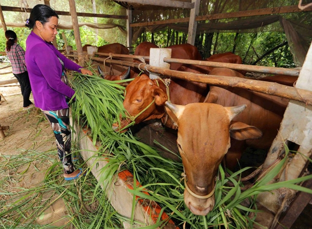 Chị Thạch Thị Sắc ở ấp Ba So (xã Nhị Trường, huyện Cầu Ngang) vay vốn ưu đãi phát triển đàn bò đã giúp gia đình thoát nghèo bền vững (Ảnh: Internet)