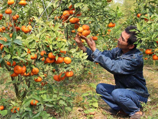 Trồng cây có múi đang mở ra hướng đi mới cho người dân Đồng Ý