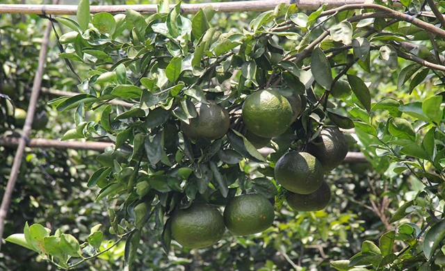 Cây có múi sẽ được đầu tư thành cây kinh tế mũi nhọn