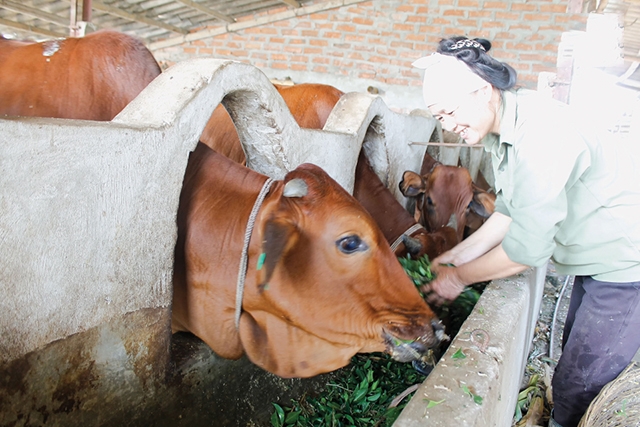 Mô hình nuôi bò sinh học sẽ tiếp tục được đầu tư phát triển