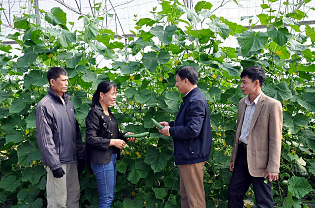 Văn Yên chú trọng phát triển nông nghiệp và khuyến khích thành lập các HTX