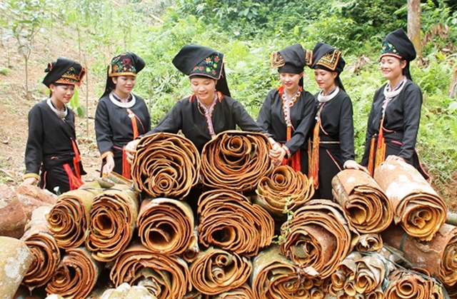 Quế đang trở thành cây kinh tế chủ lực tại Văn Yên nhờ sản xuất hữu cơ gắn với bảo vệ môi trường