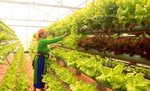 Bắc Hà đang đẩy mạnh ứng dụng khoa học kỹ thuật, công nghệ vào sản xuất rau