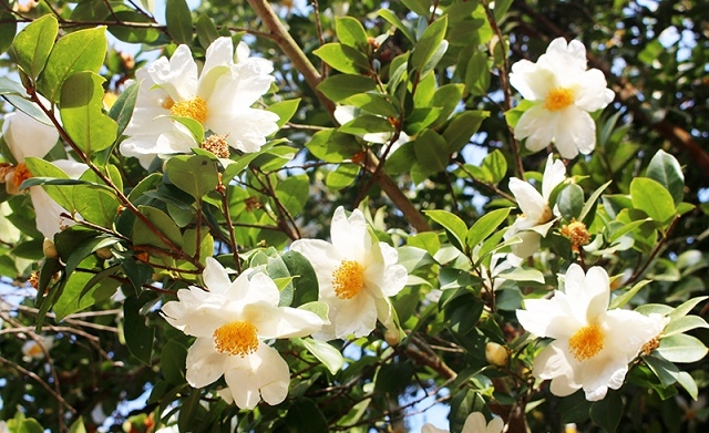 Cây sở mang lại giá trị kinh tế lớn cho người dân Bình Liêu