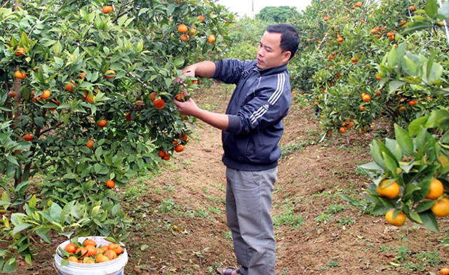 Cây có múi đang cho lợi ích kép về kinh tế và môi trường