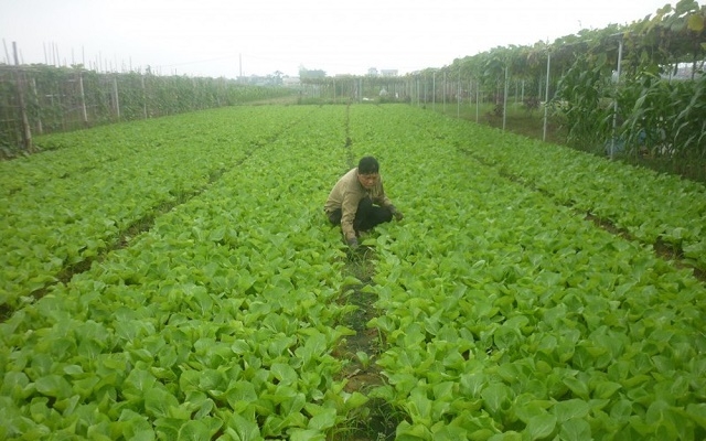 Gia Lâm đã hình thành được một số vùng chuyên canh cây trồng