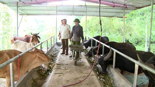 Nuôi trâu bò tập trung tại Tổ hợp tác Sơn Lai