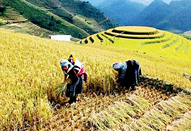 HTX đang là cầu nối giữa thành viên, người dân liên kết với thị trường
