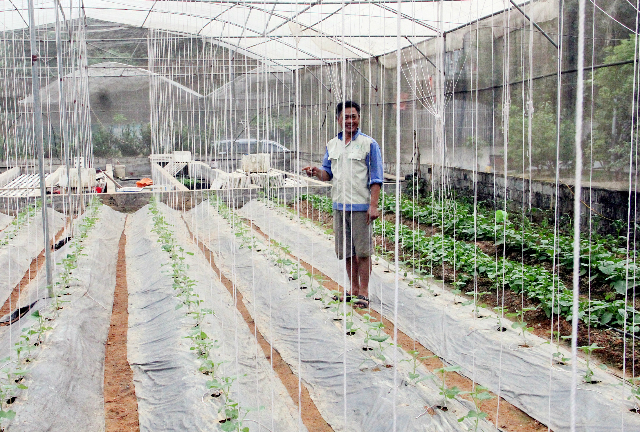 Mô hình trồng rau sạch giúp người dân thoát nghèo