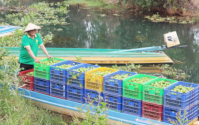 Thạnh Hóa đang gặt hái thành công tích cực với mô hình trồng chanh không hạt theo hướng an toàn