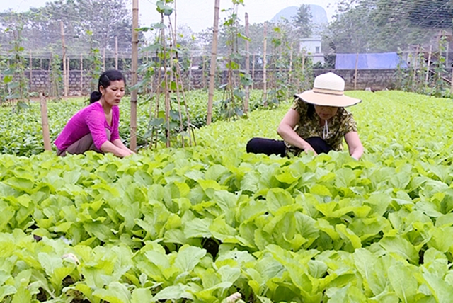 Tư Nghĩa đang làm tốt công tác kết nối thị trường cho nông sản