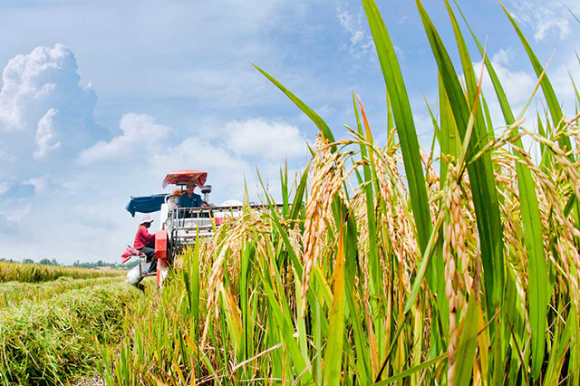 Công tác kết nối sản xuất, tiêu thụ nông sản sẽ tiếp tục được đẩy mạnh