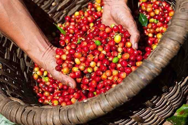 Giá cà phê hôm nay nhích nhẹ 100 đồng/kg trên toàn vùng (Ảnh Internet)