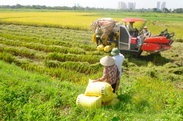 HTX Phổ An đang có bước phát triển tích cực