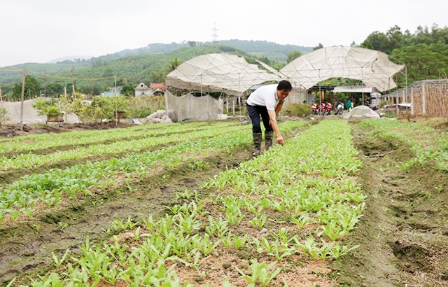 Các HTX trên địa bàn Uông Bí đang chú trọng sản xuất an toàn