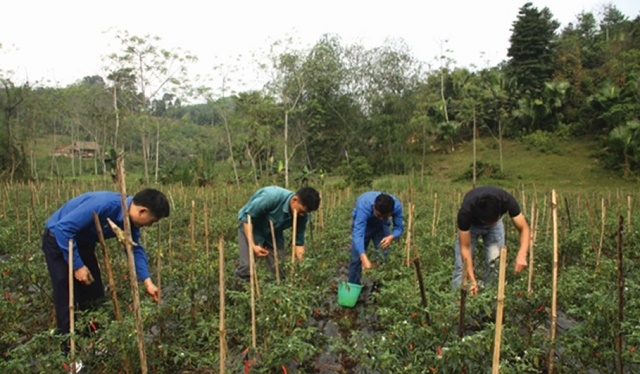HTX AFDEX Tiên Yên phát triển cây ớt