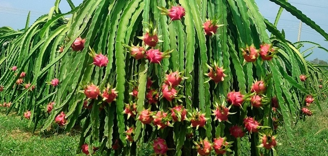 Giá thanh long trái vụ giảm mạnh, nông dân Bà Rịa-Vũng Tàu lỗ nặng (Ảnh Internet)