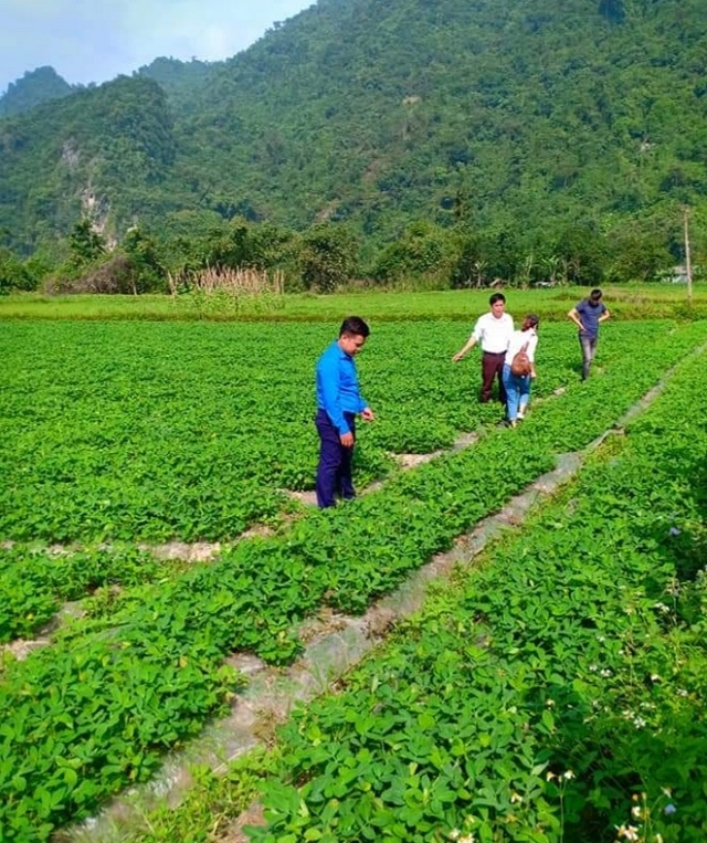 Trồng lạc bằng phương pháp che phủ bạt linon