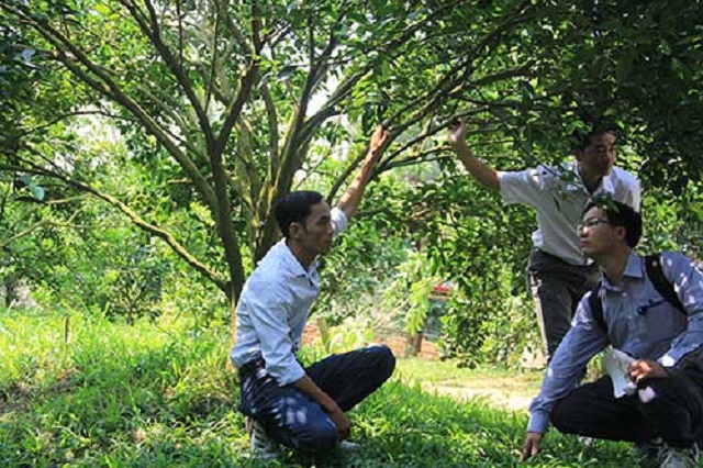Mô hình trồng quýt của HTX Bình Minh giúp giải quyết việc làm cho người lao động