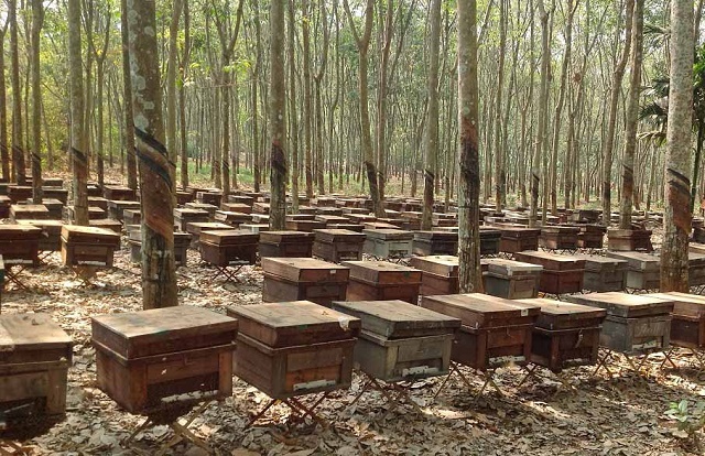 HTX Hương Rừng góp phần không nhỏ trong xây dựng nông thôn mới Na Rì