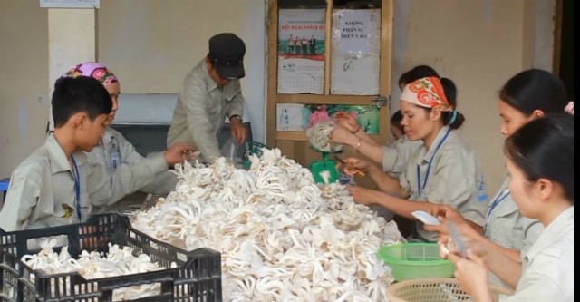 HTX nấm Thảo Nguyên tạo việc làm cho hàng trăm lao động địa phương
