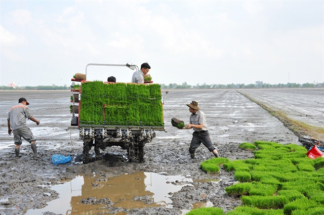 Cần Thơ đang đẩy mạnh cơ giới hóa để nâng cao hiệu quả canh tác lúa