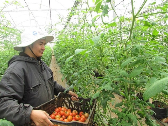 Cà chua VietGAP của HTX Thiện Thanh