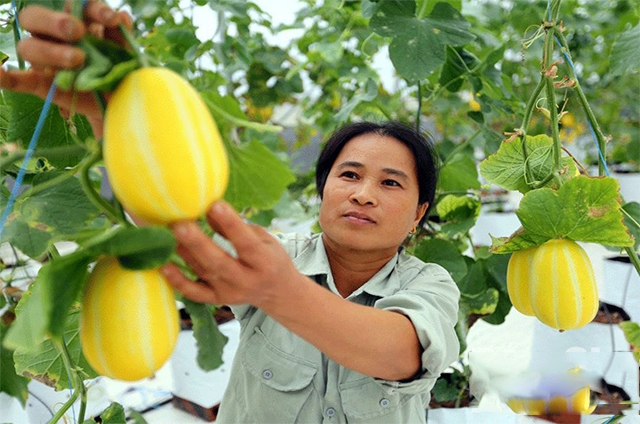 Các mô hình nông nghiệp công nghệ cao tại Hiệp Hòa đang cho hiệu quả cao