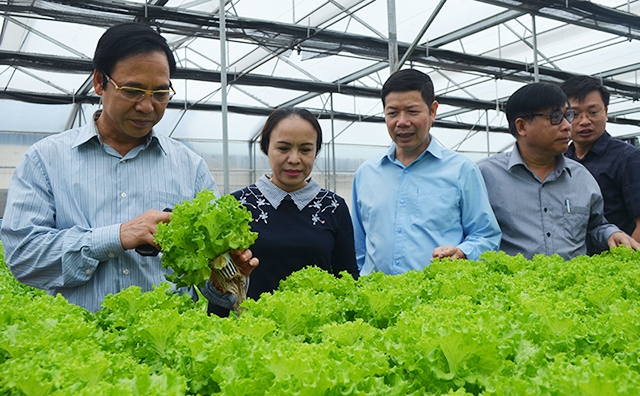 Các HTX trên địa bàn tỉnh đang làm tốt công tác liên kết phát triển sản xuất nông nghiệp an toàn