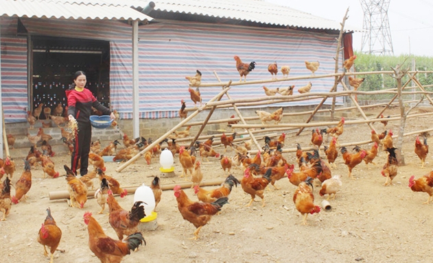 Mô hình nuôi gà của HTX Hương Nhượng