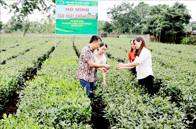Đại Từ đang đẩy mạnh trồng chè hữu cơ gắn với bảo vệ môi trường