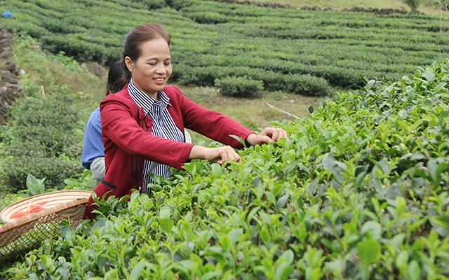 Sản xuất khoa học gắn với bảo vệ môi trường là hướng đi bền vững của các hộ trồng chè