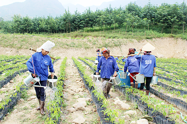 Nông nghiệp Mường La đang tạo sức bật nhờ sản xuất an toàn