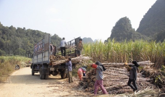 Phục Hòa đã xây dựng được vùng nguyên liệu mía cung cấp cho doanh nghiệp