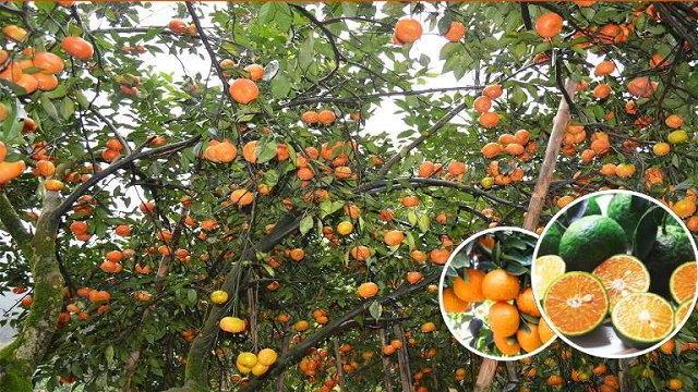 Cam là nông sản đặc trưng ở Yên Bái