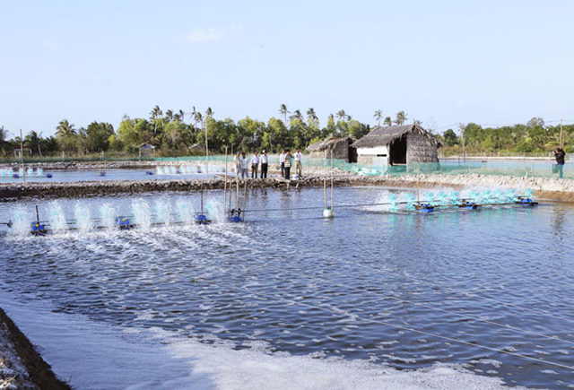 Cà Mau đang chú trọng mô hình nuôi tôm sinh thái