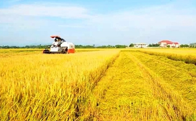 Đồng Tháp đang gặt hái nhiều thành công trong tái cơ cấu nông nghiệp