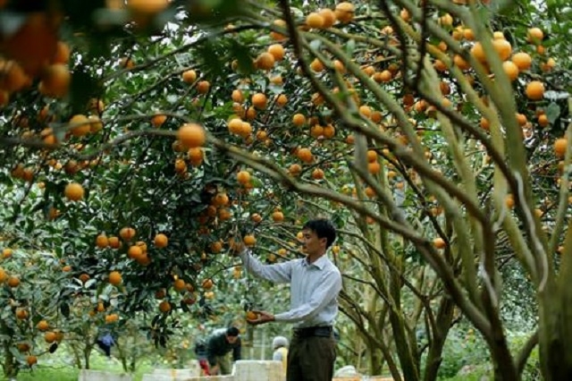Cam là một trong những cây trồng được phát triển nhờ chủ trương cải tạo vườn tạp ở Hòa Bình