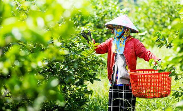 Quyết định chuyển hướng sang trồng chanh không hạt đang mở ra hướng đi mới cho người dân Bến Lức