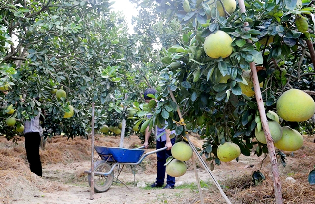Bắc Sơn đang thu lợi lớn nhờ cây có múi