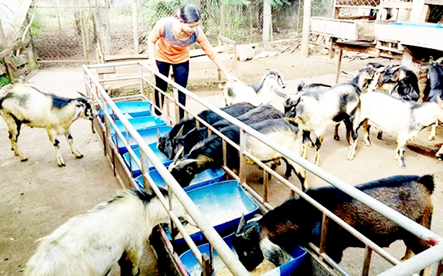 Hữu Lân đang mở hướng đi hiệu quả từ chăn nuôi gia súc