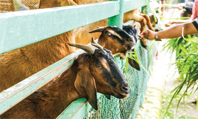 Chăn nuôi an toàn là chìa khóa đảm bảo hiệu quả bền vững