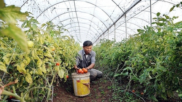 Hà Nội thành lập mới 112 HTX (Ảnh: Internet)