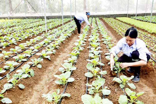 HTX sẽ chú trọng sản xuất khoa học gắn với ATLĐ