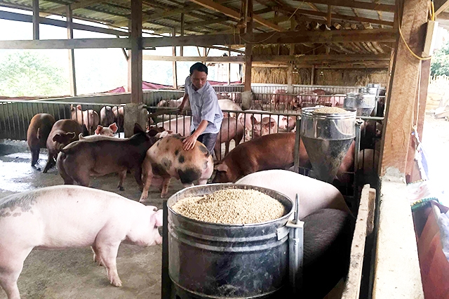 Các mô hình kinh tế hộ điển hình sẽ tiếp tục được nhân rộng theo hướng hiện đại, an toàn