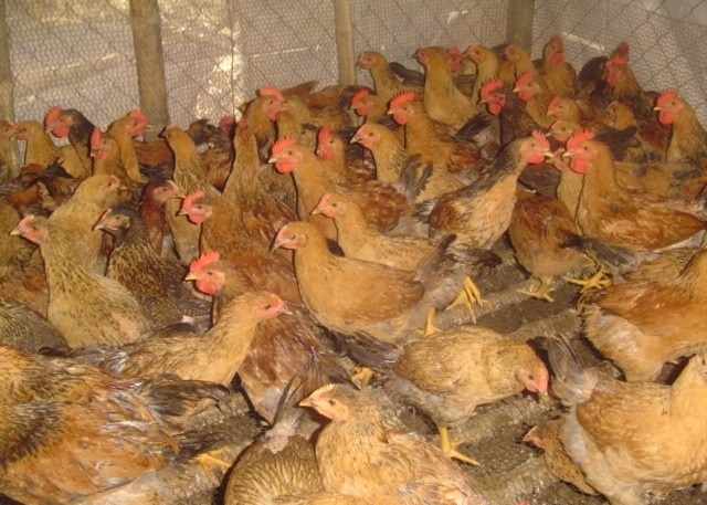 Mô hình chăn nuôi gà của THT bảo đảm môi trường