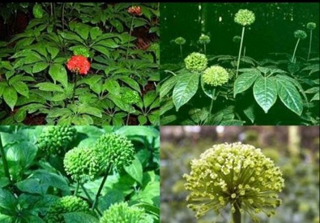 Tam thất là một trong những loài cây dược liệu được người dân Sìn Hồ quan tâm phát triển